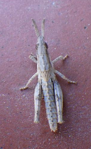 Réf. 198 335 : Pyrgomorpha conica conica